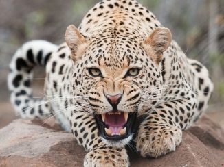 ferocious-snow-leopard_1920x1440